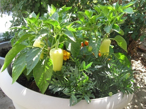 pepper n pot 2.jpg